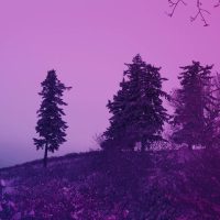trees-script-1x
