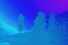 trees-script-4x