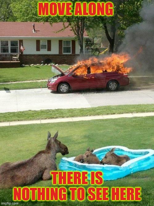 meme, move along there is nothing to see here, mini van on fire, moose mother lying on lawn, 2 moose calves in a child's wading pool in foreground watching the fire,